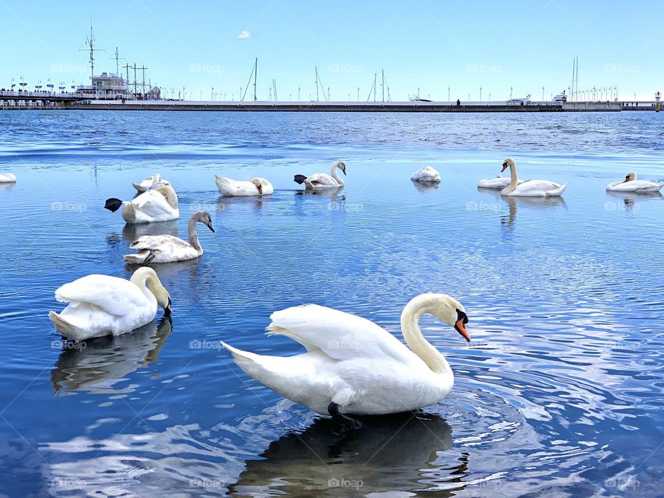 White swans family searching for food in the Baltic Sea waters in a spring sunny day #alexiszernescu_fotografa