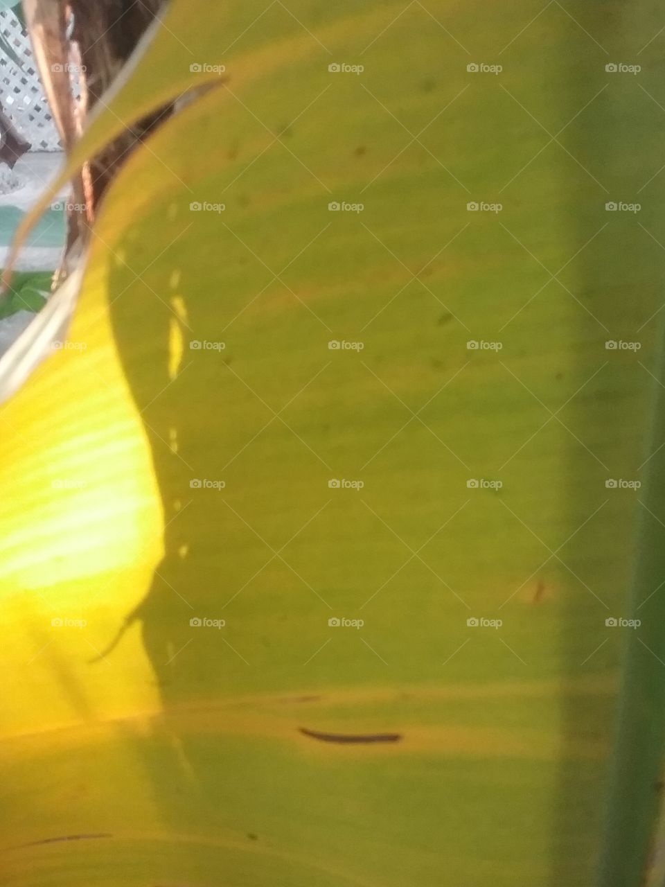 No Person, Leaf, Water, Nature, Blur