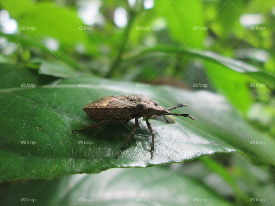 A bug on green leaves