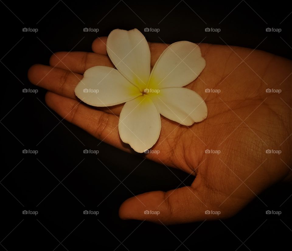 Frangipani: plumeria flower, chafa flower, flower on hand