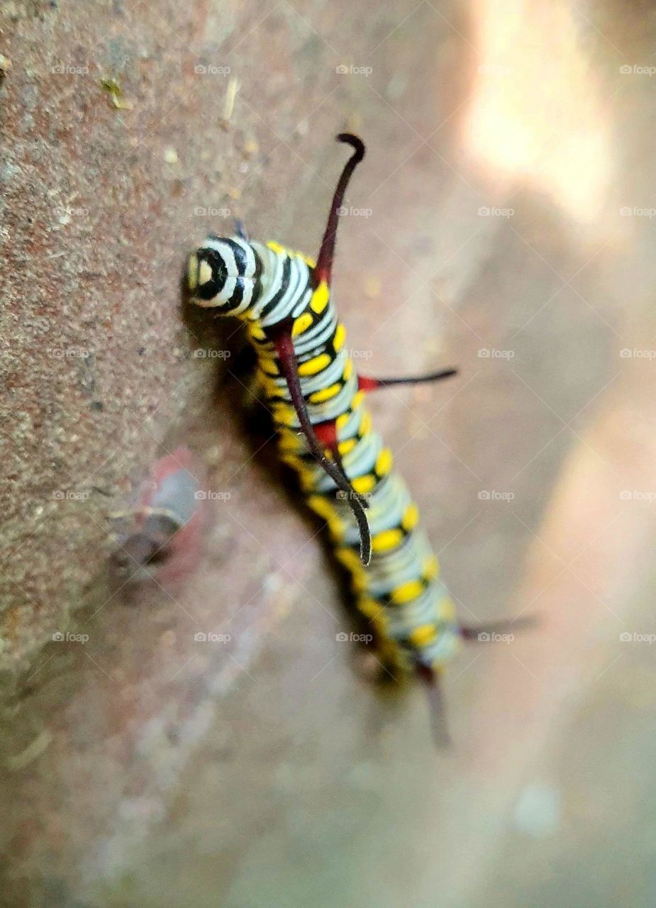 Endangered Monarch Caterpillar on Terracota Vase