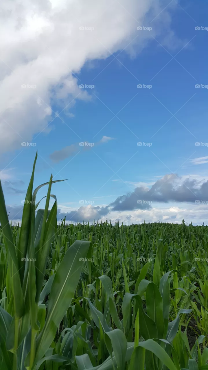 Countryside