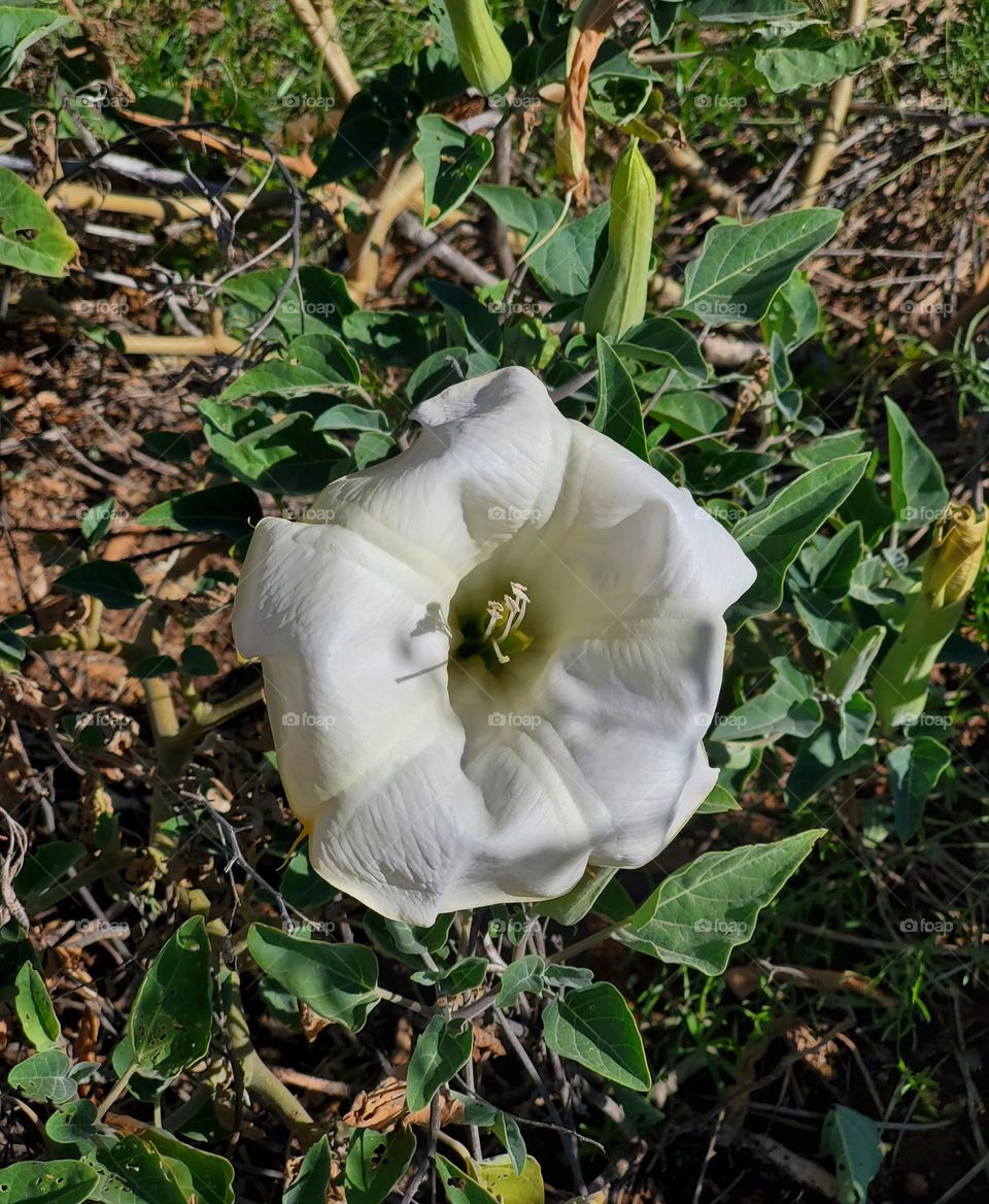White Flower by the Lake