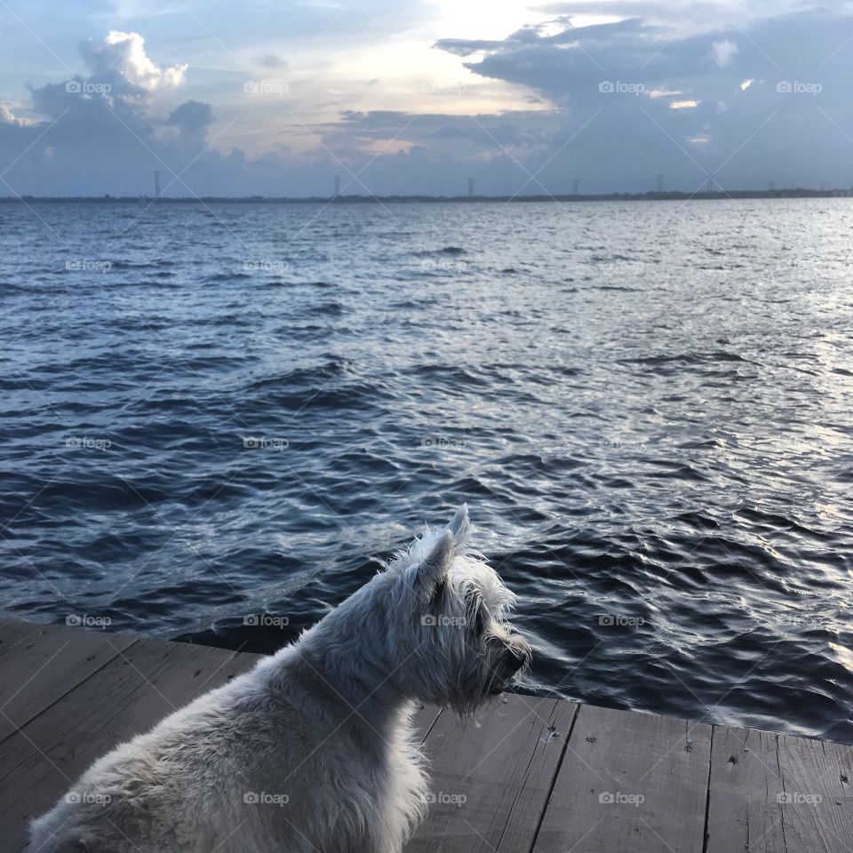 A dog and his view on the world. 