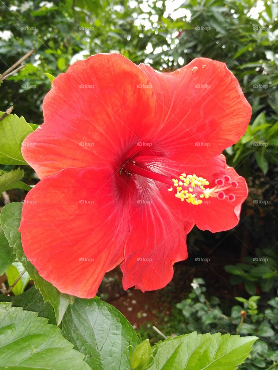 a beautiful red hibiscus flower in my garden