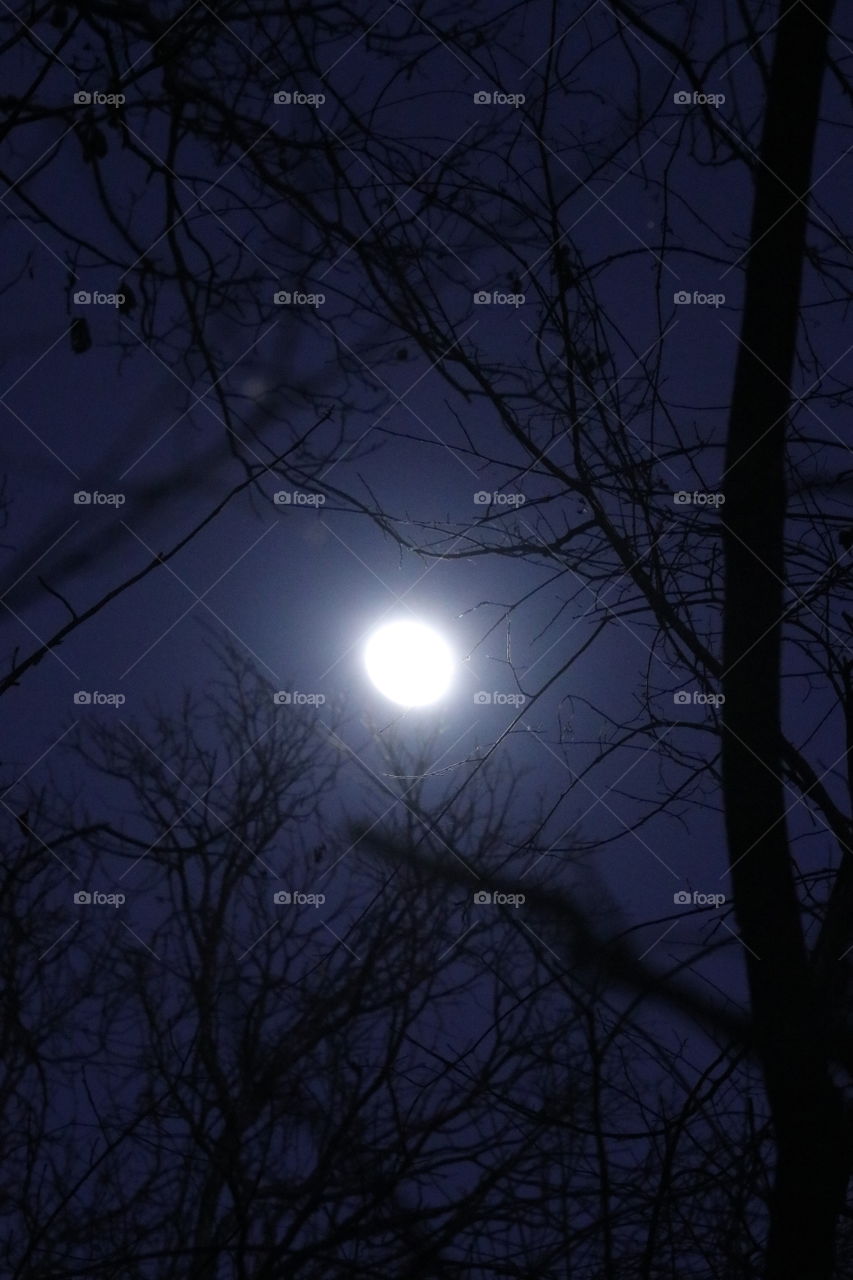 Dark night, cold light, autumn trees, evening hush, silent woods.