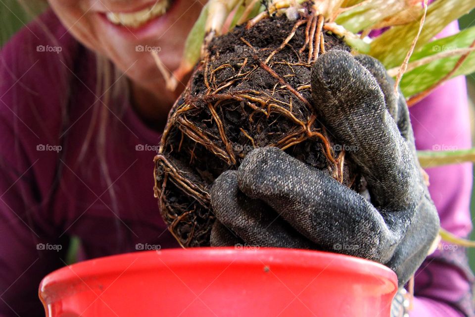 Close up of an aloe vera with roots being transplanted by a woman 