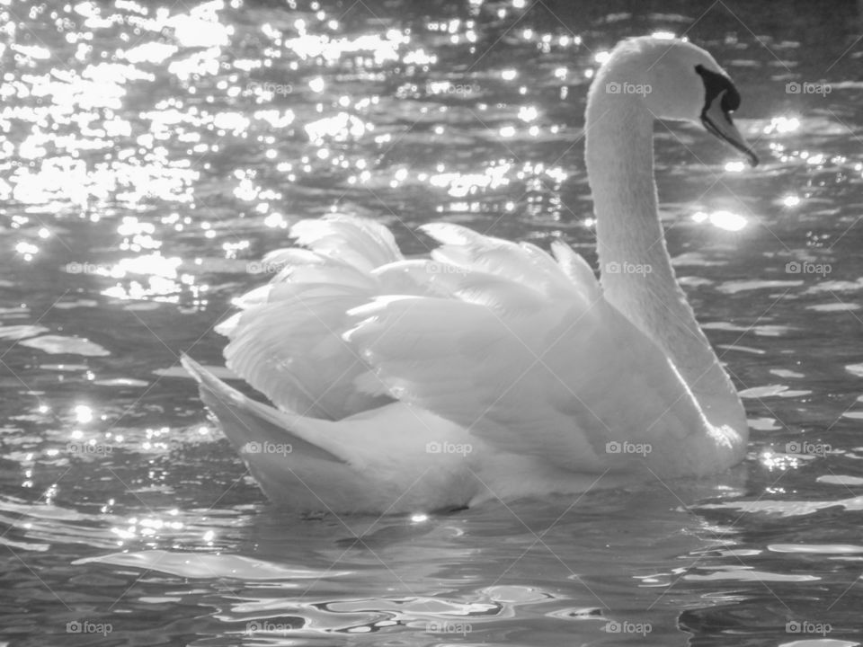 Wild swan in lake