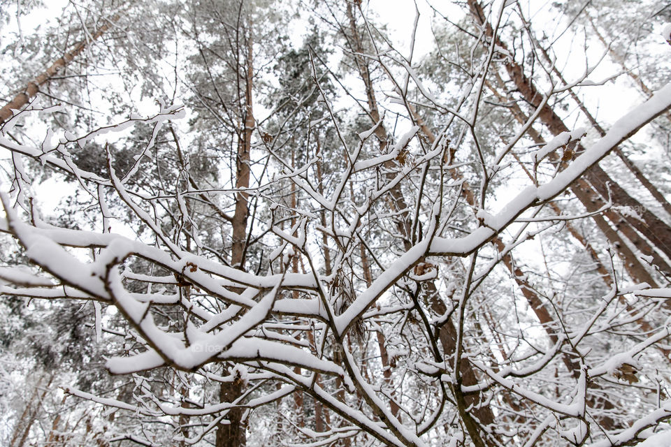 Snowy winter