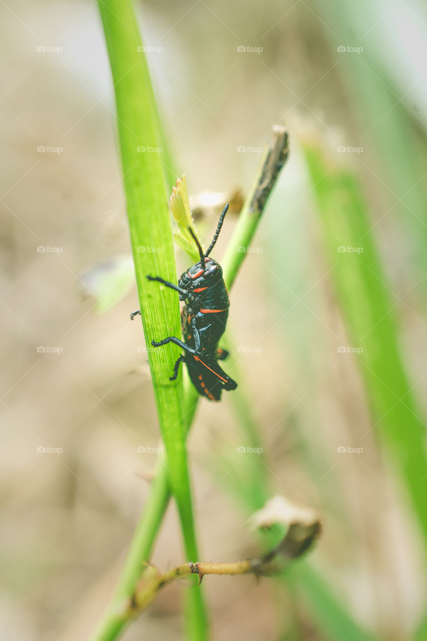 Baby Texas Grasshopper on a Blade of Grass Close Up