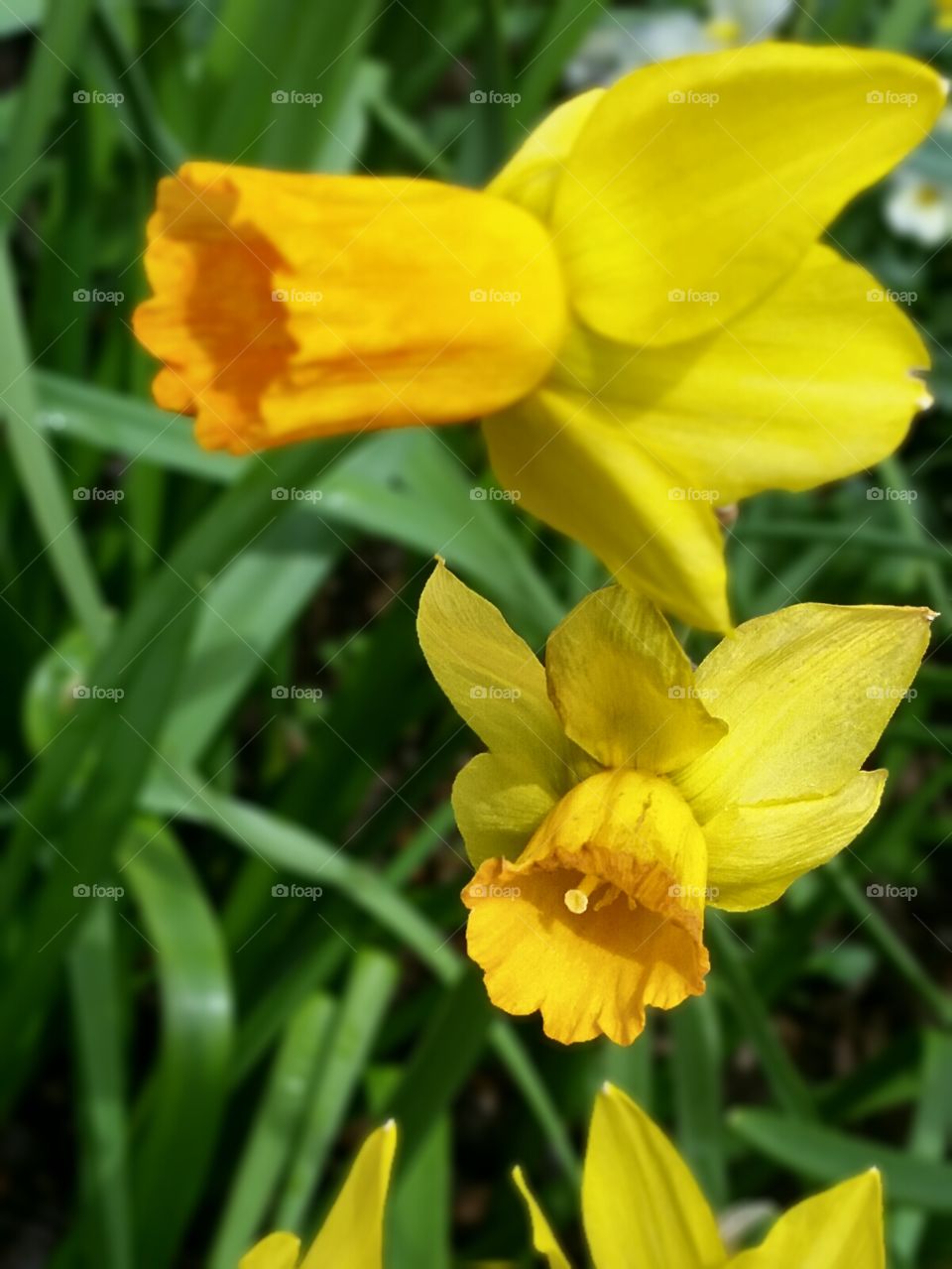 Daffodils
