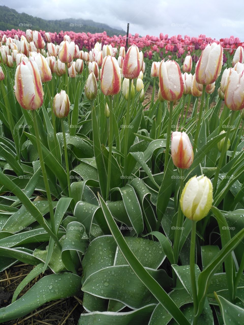 real tulips fresh