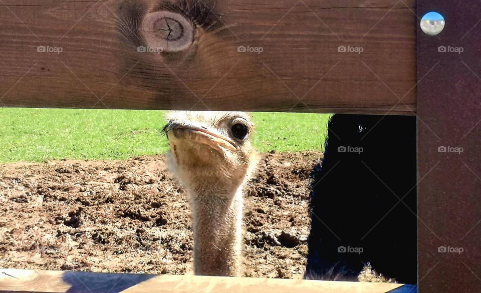 Avestruz