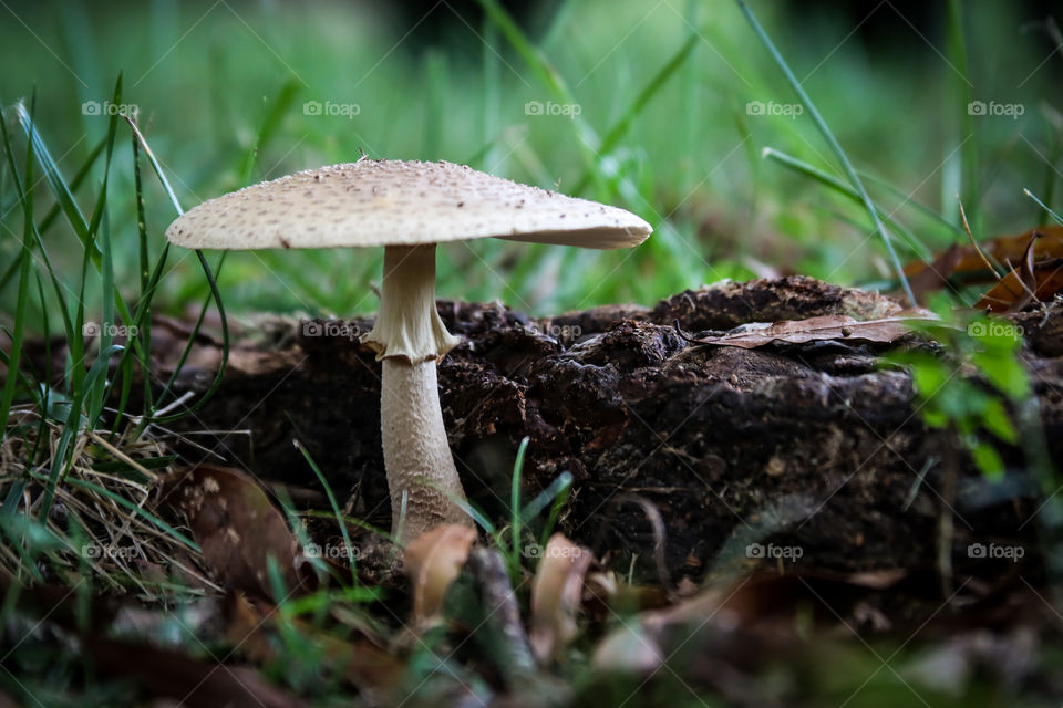 Nature, mushrooms, 