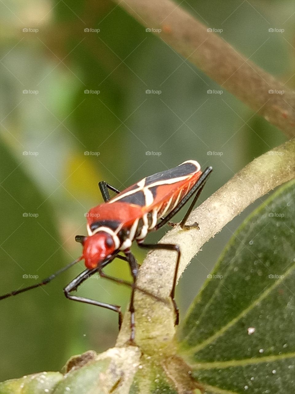red cotton stainer bug.