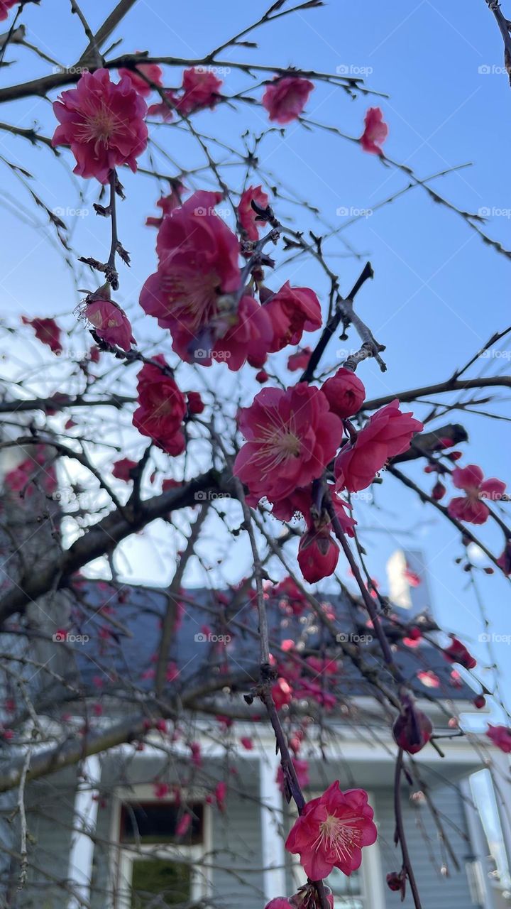 Flowering tree