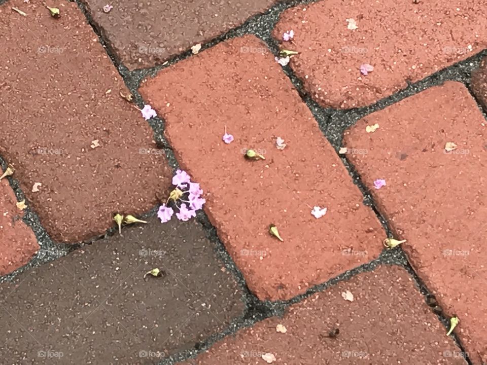 Brick walkway sprinkled with flower petals 
