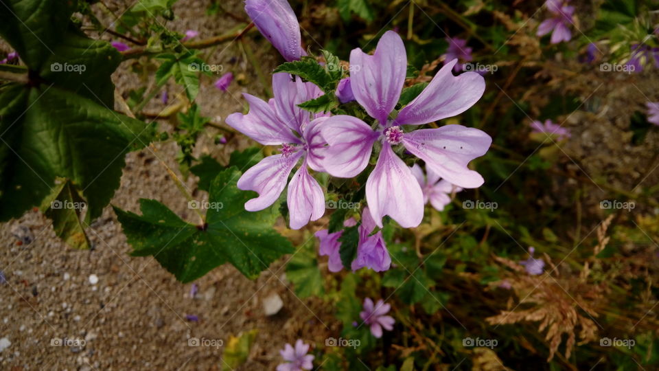 flower