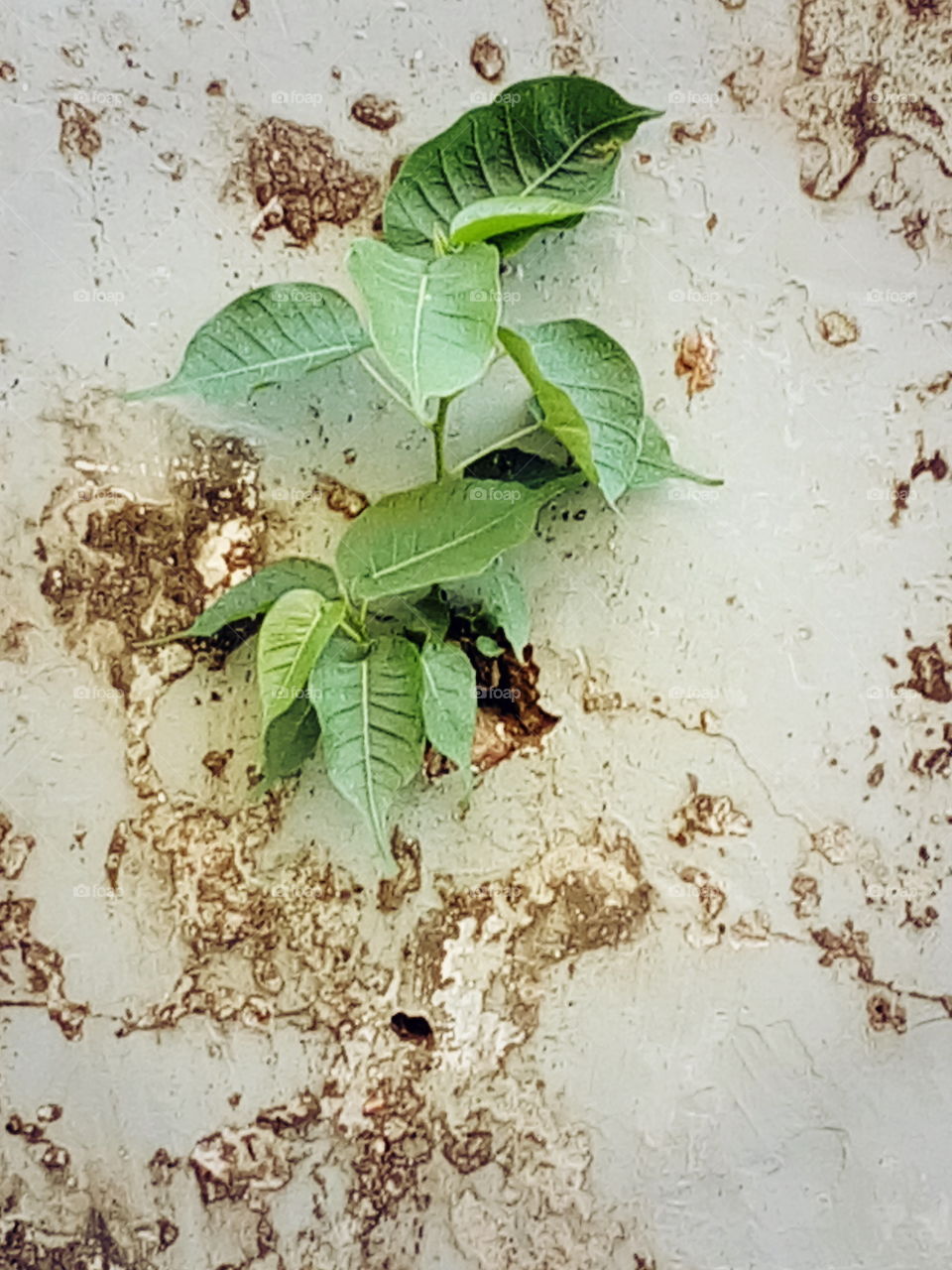 tree,oldwaterwall, hol,