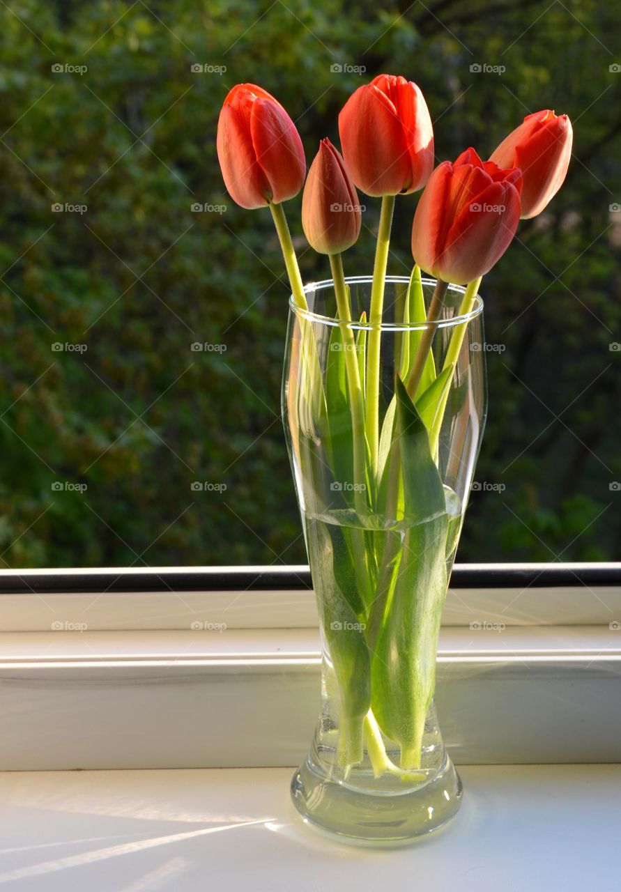 red tulips flowers and green leaves beautiful colours