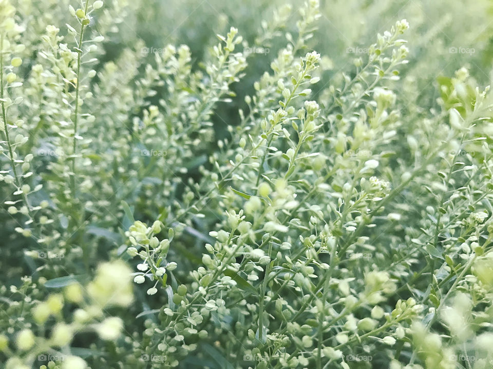 Macro shot of a beautiful tiny light and airy green grass in the wild forest 