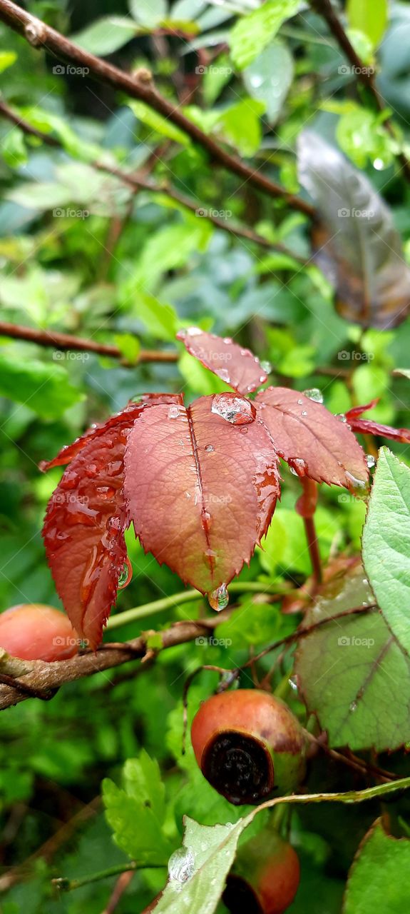 Rose leaves under the rain