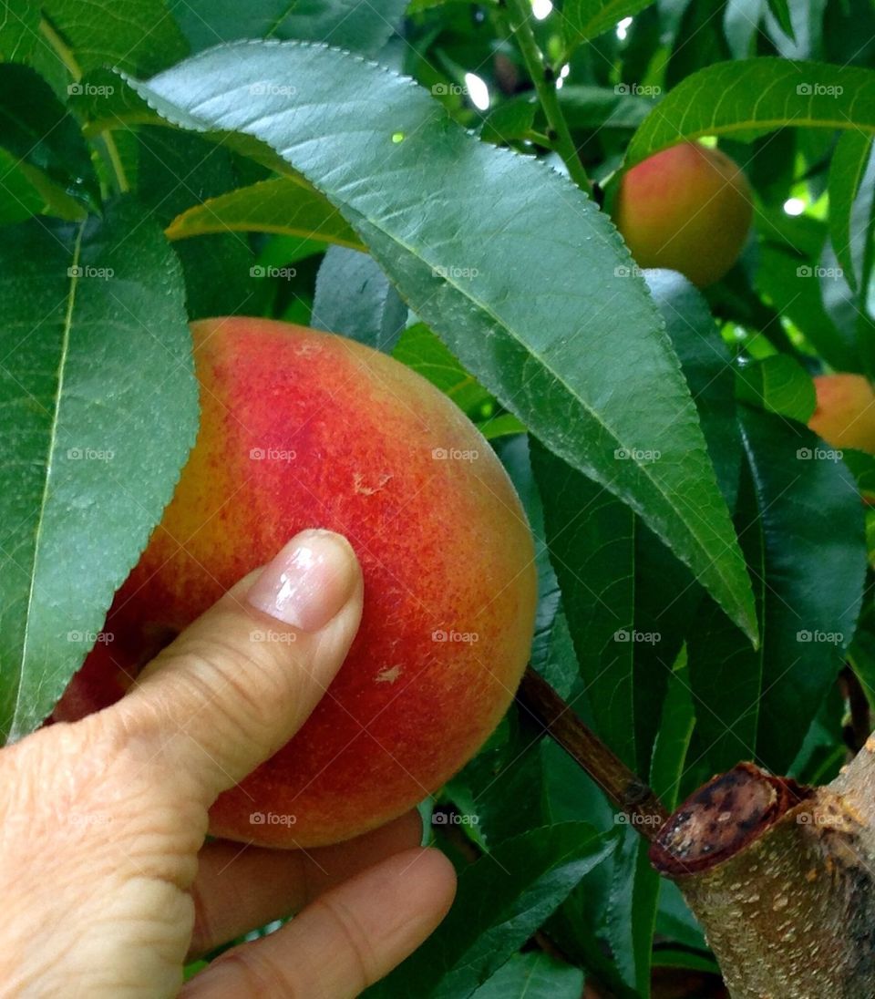 Picking peaches. Pure michigan. 