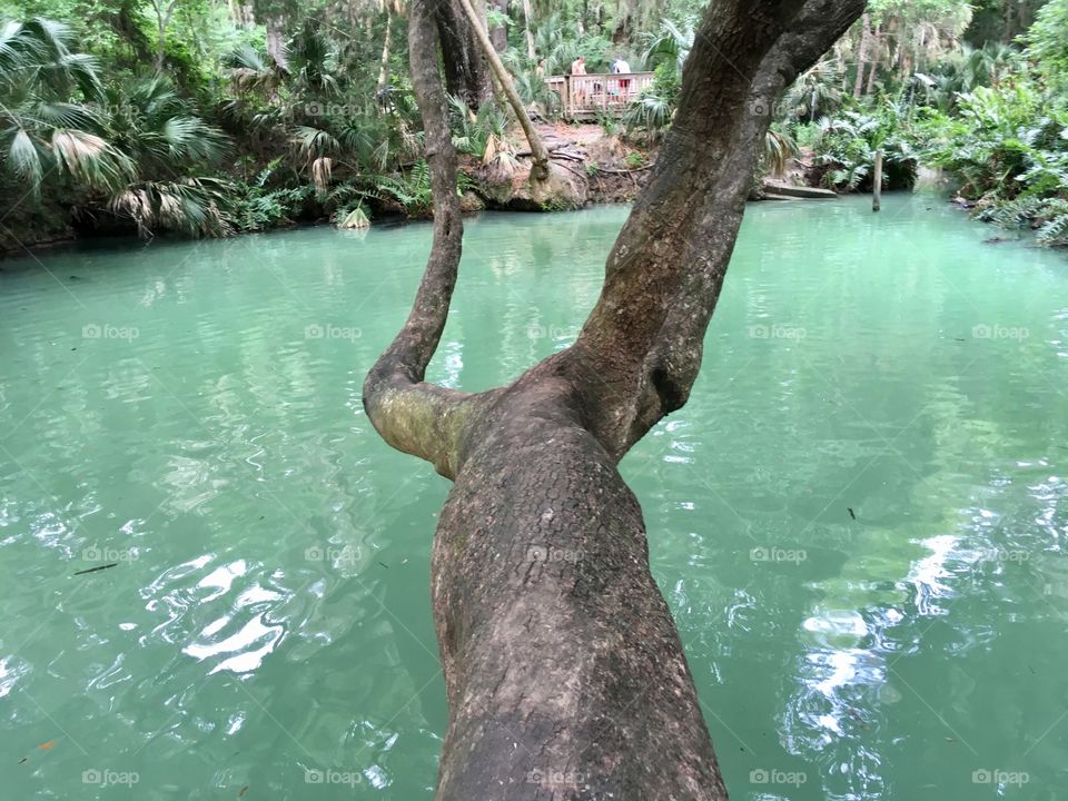 On a huge tree branch at Green Springs Park Florida 