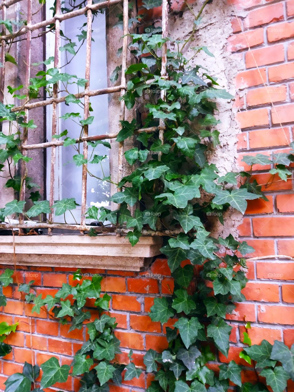 Ivy and Window 2