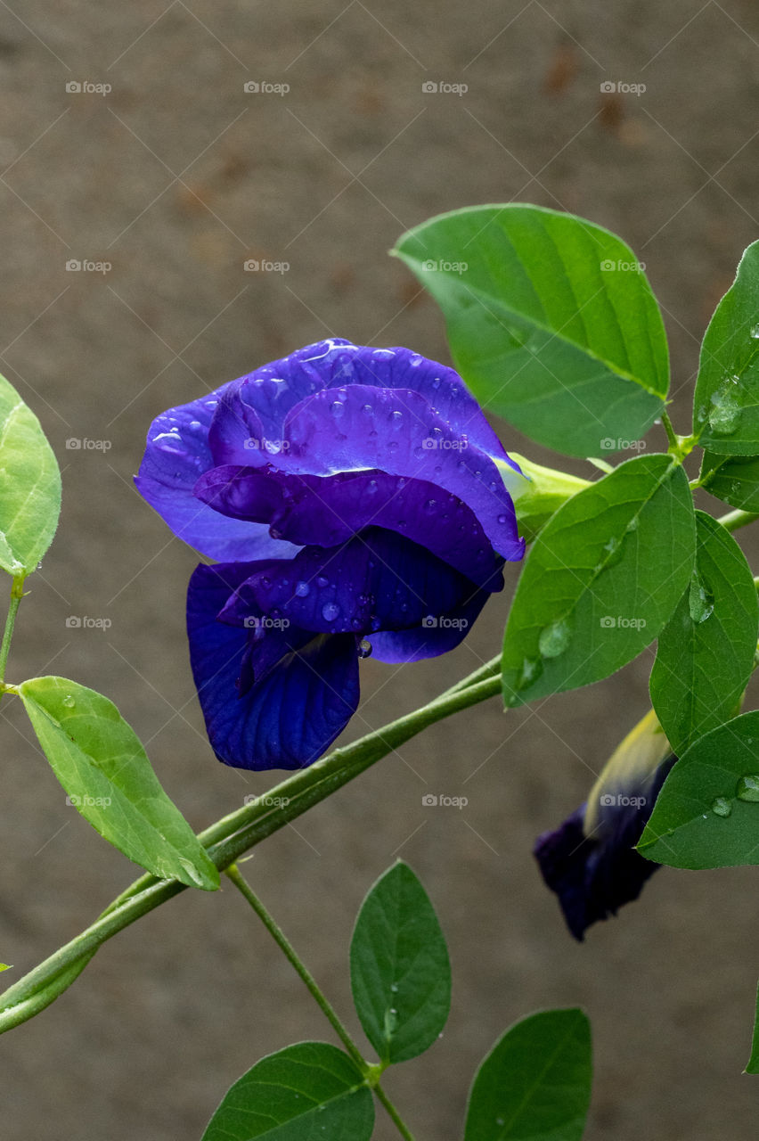 Clitoria ternatea, commonly known as Asian pigeonwings, bluebellvine, blue pea, butterfly pea, cordofan pea and Darwin pea, is a plant species belonging to the family Fabaceae.