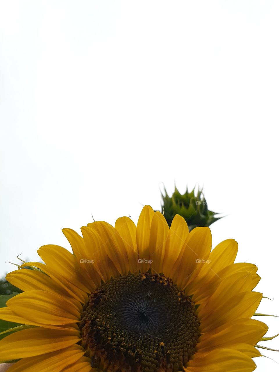 Yellow Hydra Mammoth Sunflower