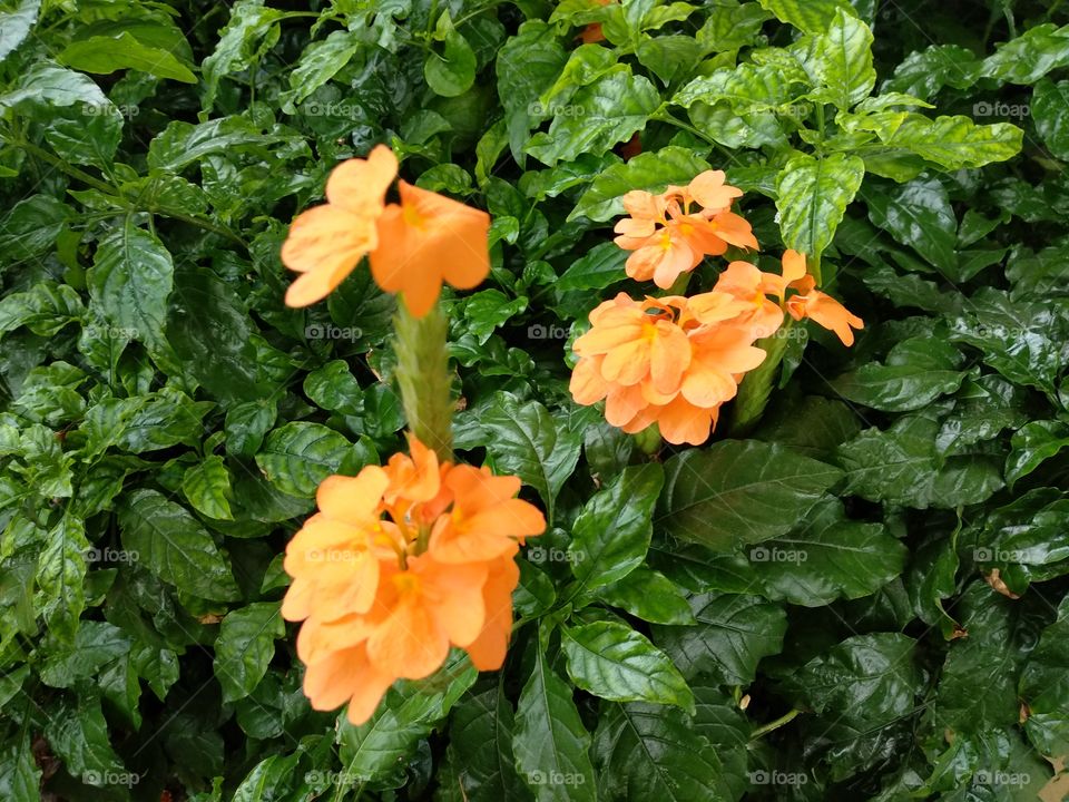 Orange Flower In