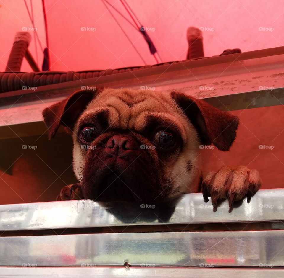 Worried pug sticks his head out of a window