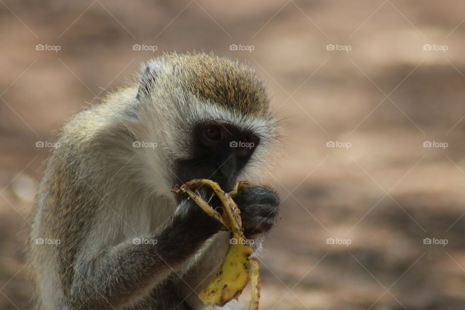 Naughty little monkey has stolen my banana!