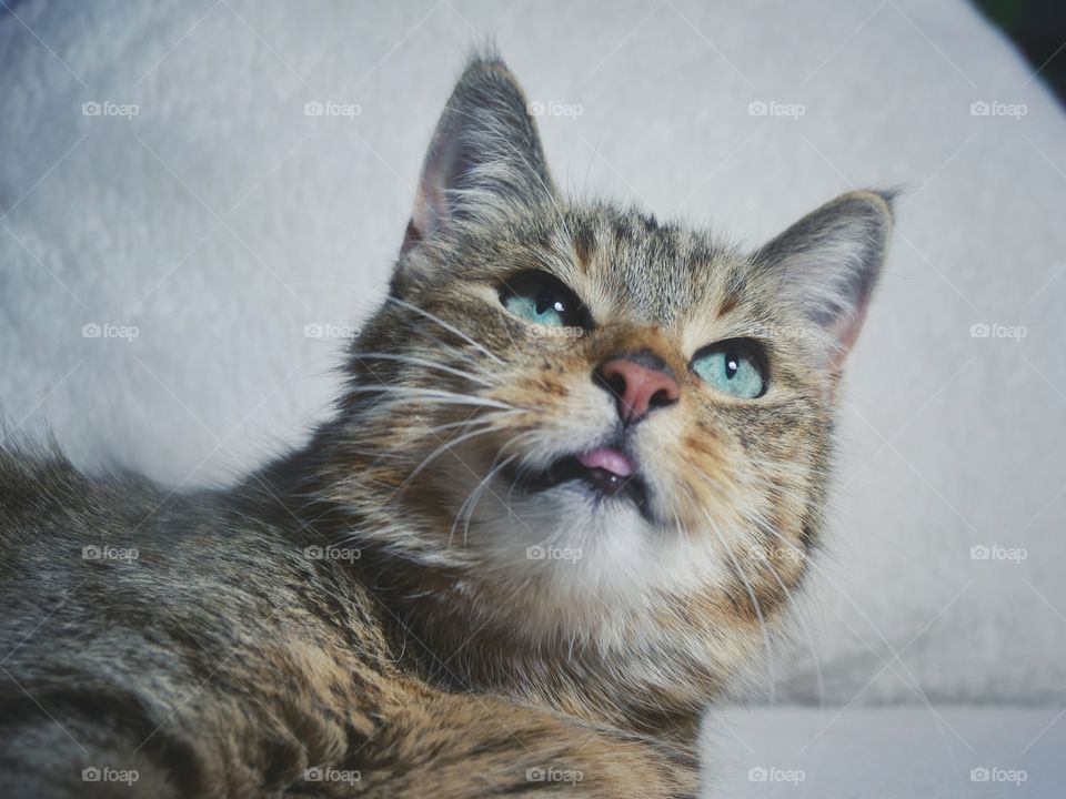 Close up portrait of tabby cat