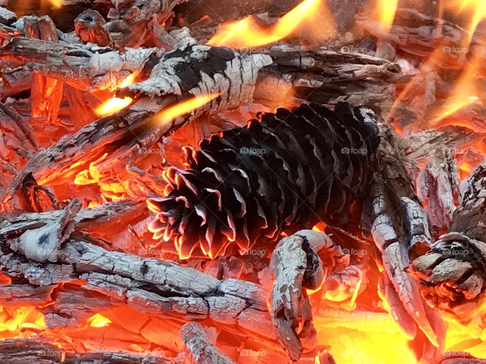 Glowing fire with pine cone
