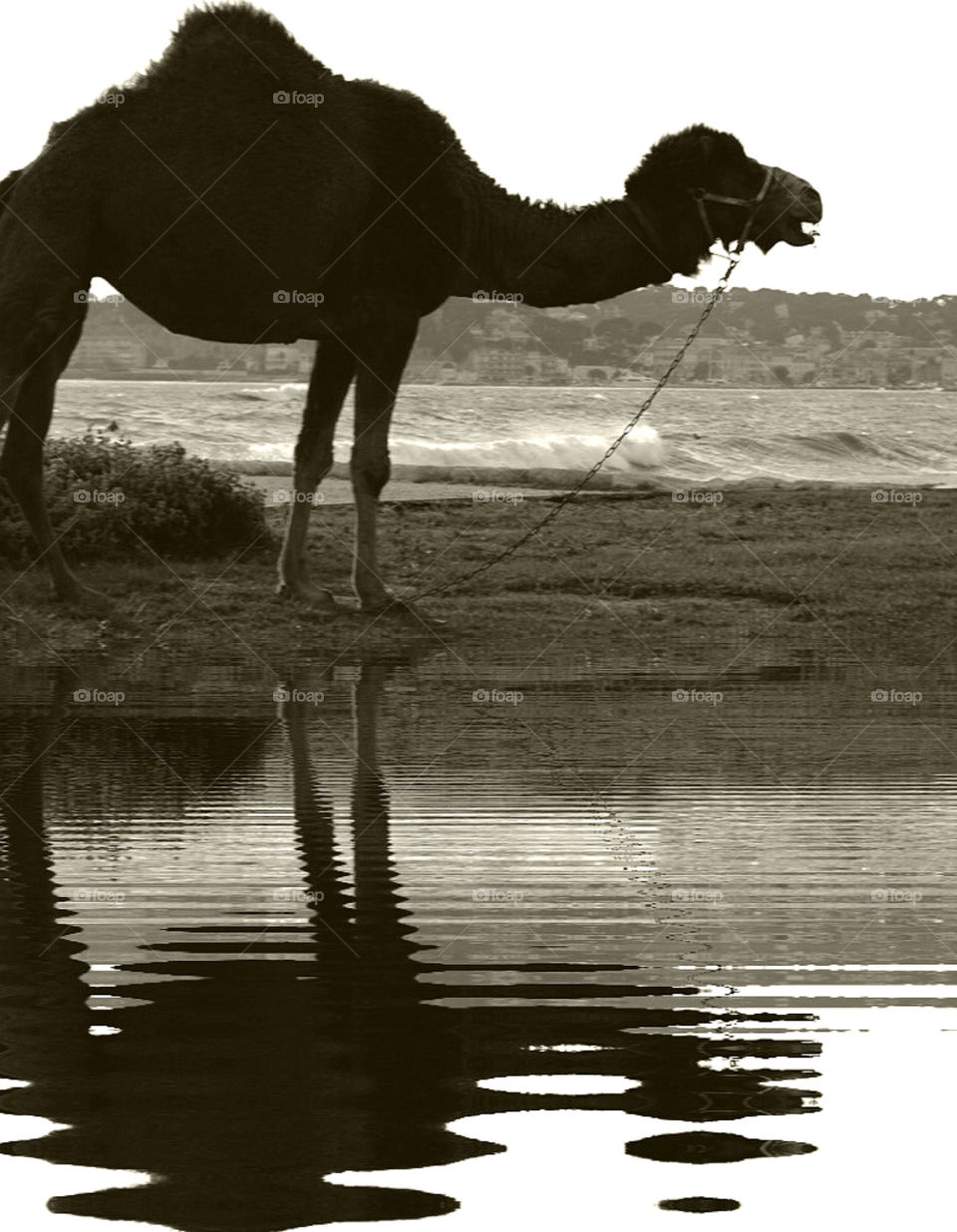 beach water animal zoo by krispett