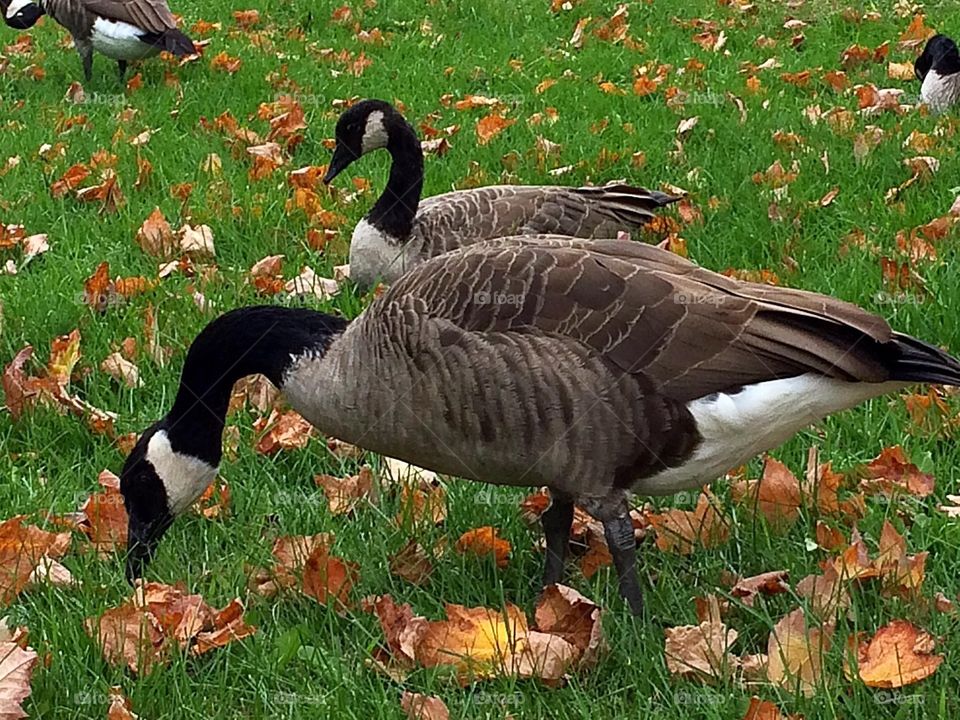 Autumn is here! Canada geese enjoying their last moments before flying south. 