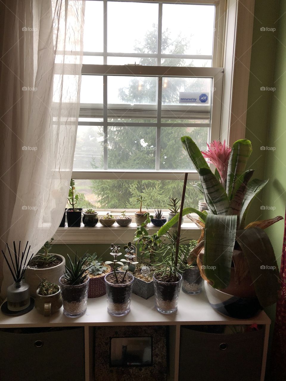 Succulents in front of a window 