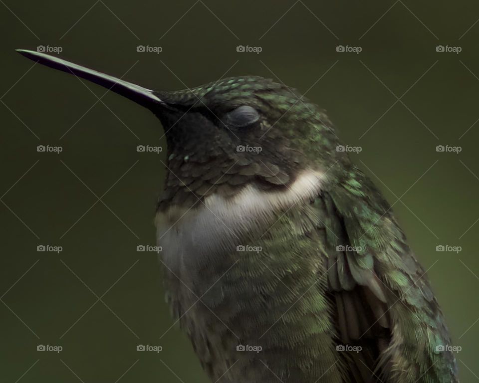 Hummingbird; Green