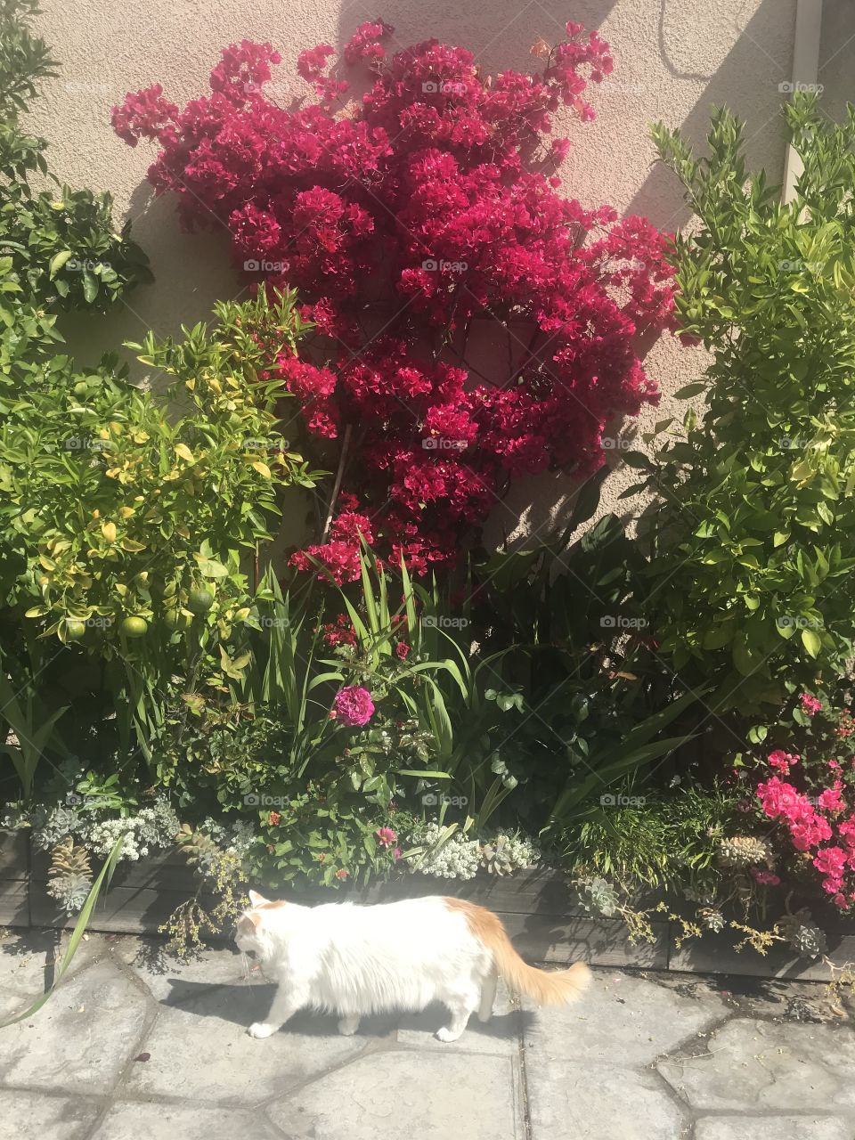 White cat with fuchsia bougainvillea 