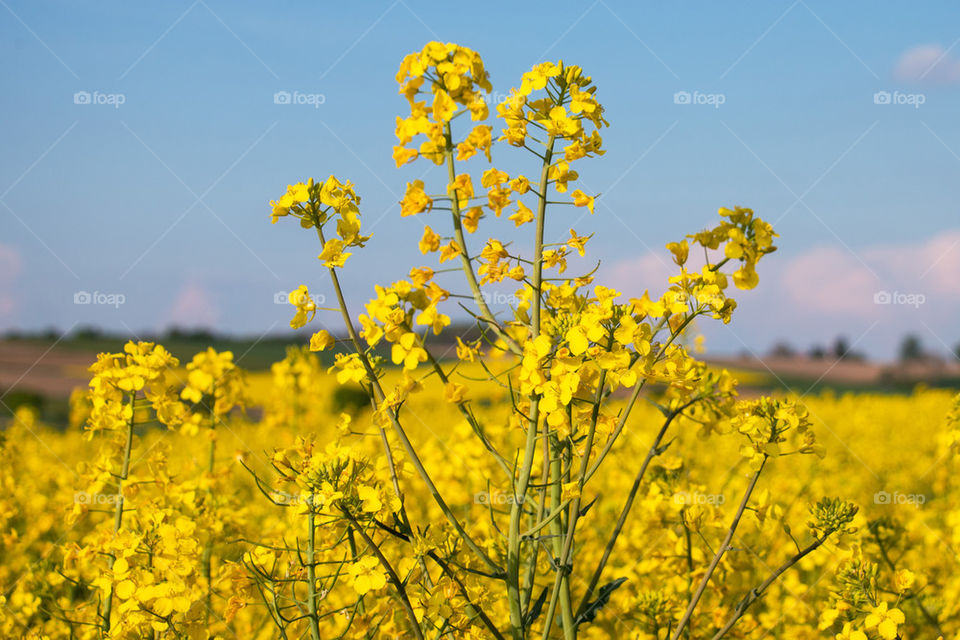 Yellow field of rapeseed flowers