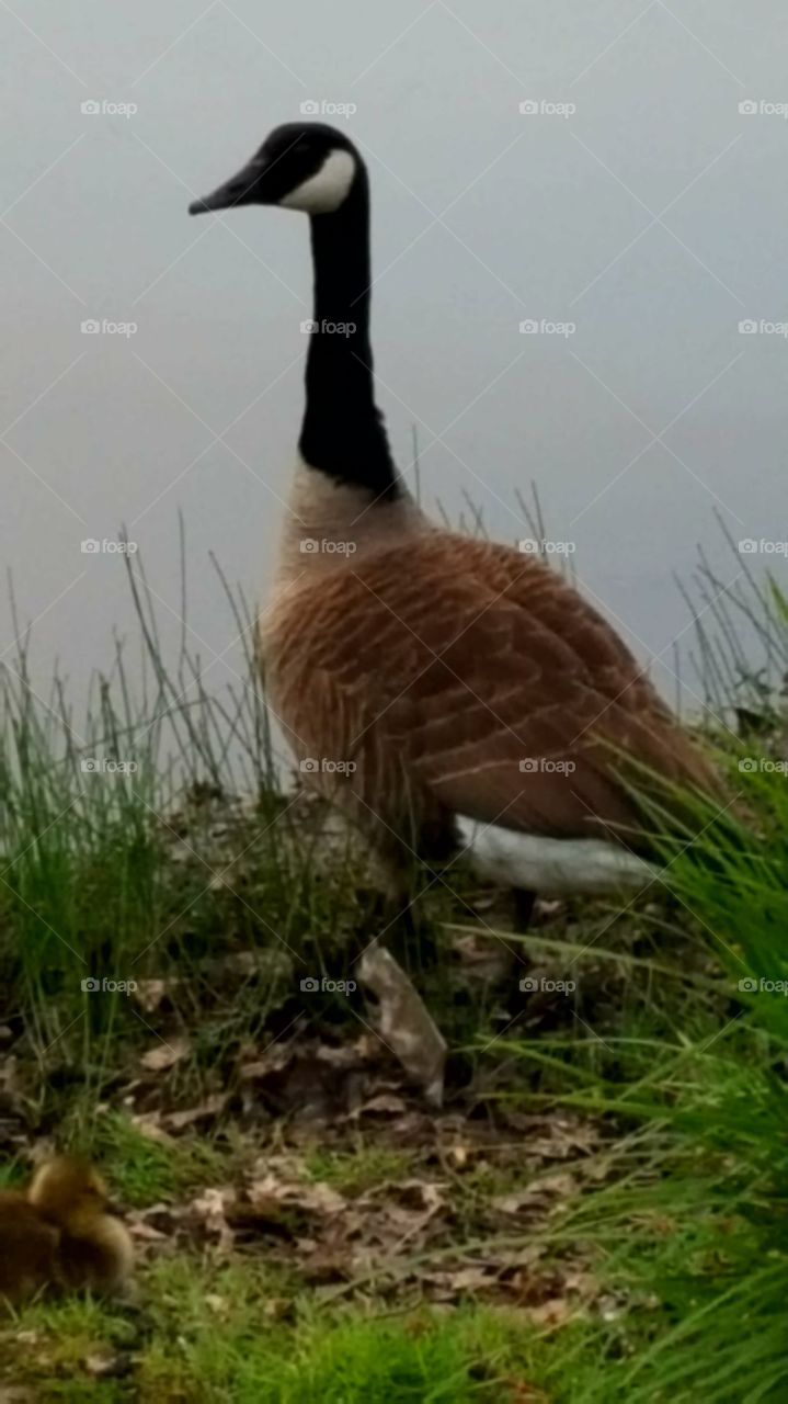 Goose at Elm Park Worcester Massachusetts
