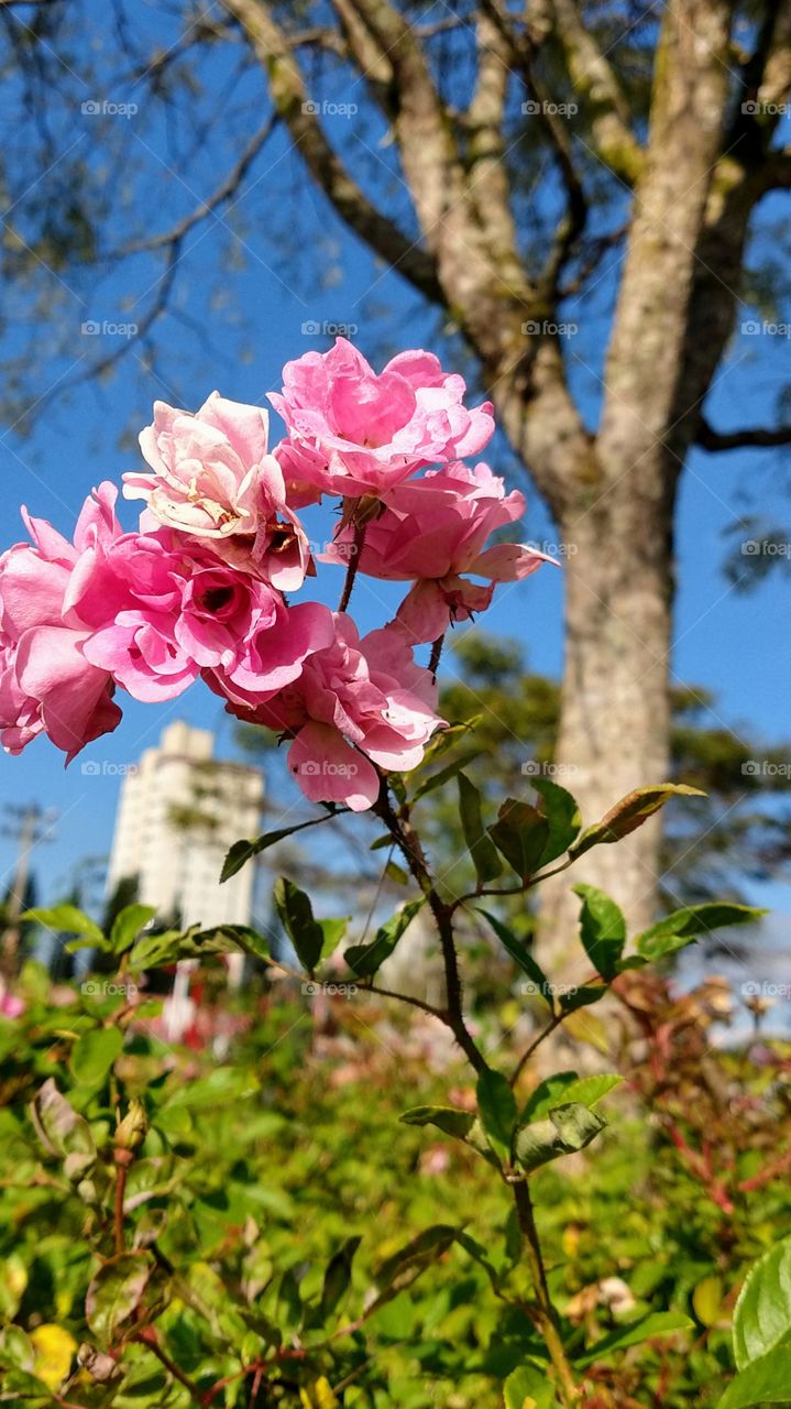 Flor Rosa , Nature, Natureza.