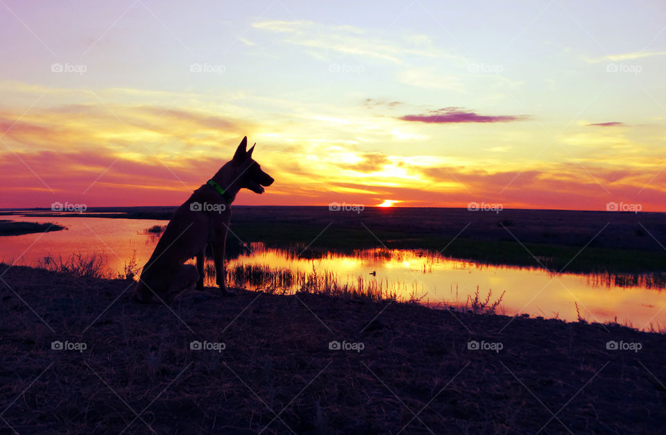 Dog shepherd malinois & sunset