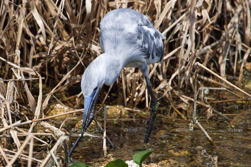 Bird with lunch