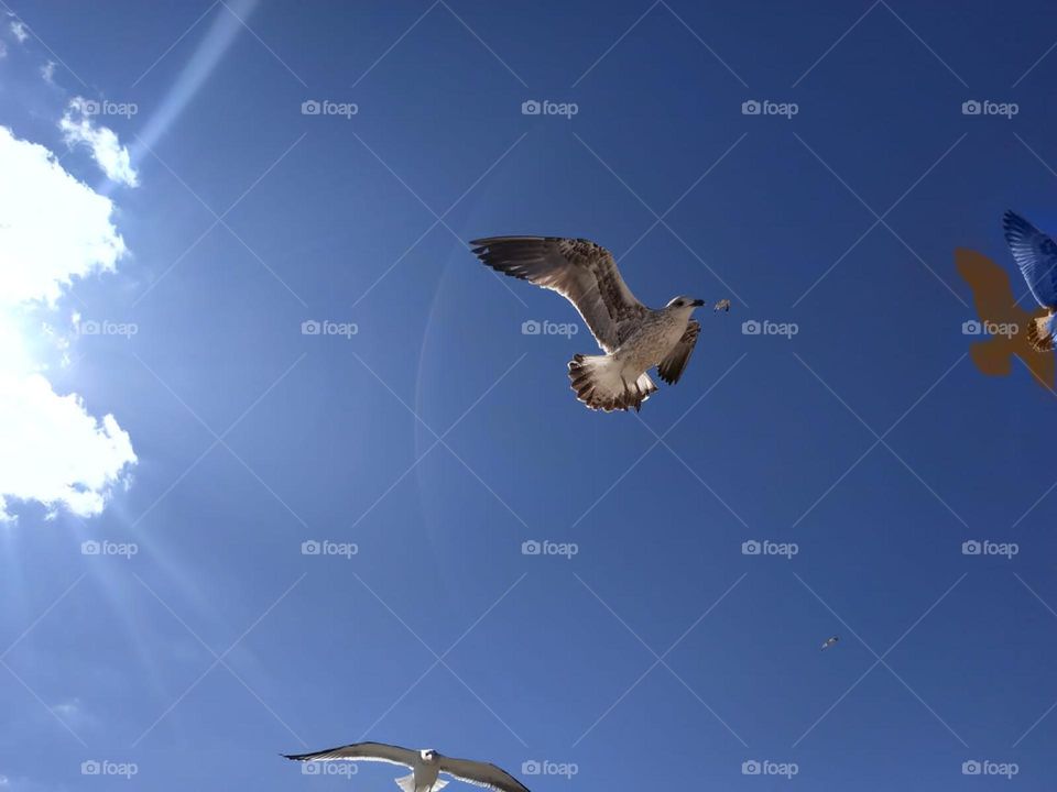 Flock of seagulls flying cross the sky at essaouira city in Morocco.