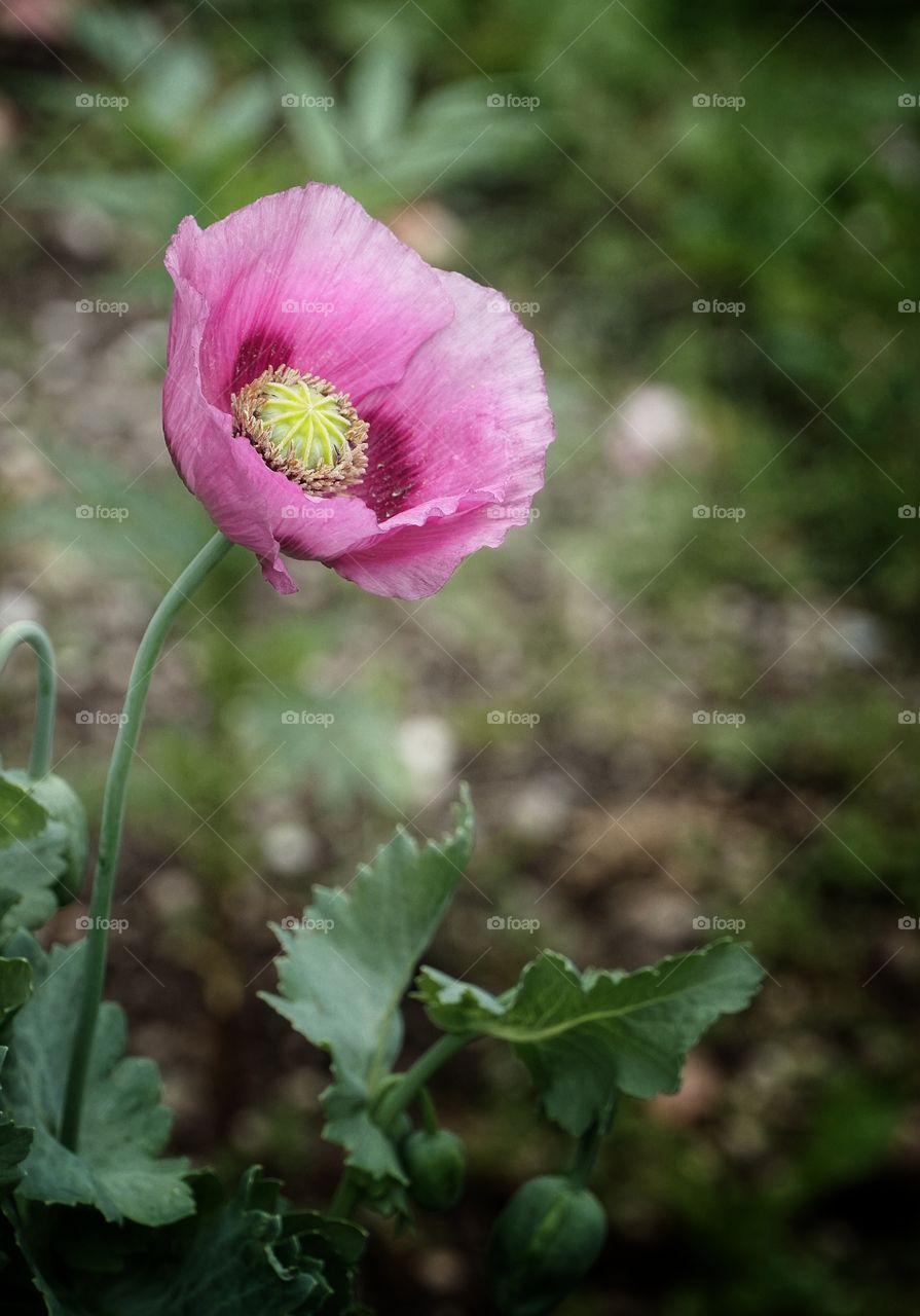 Poppies