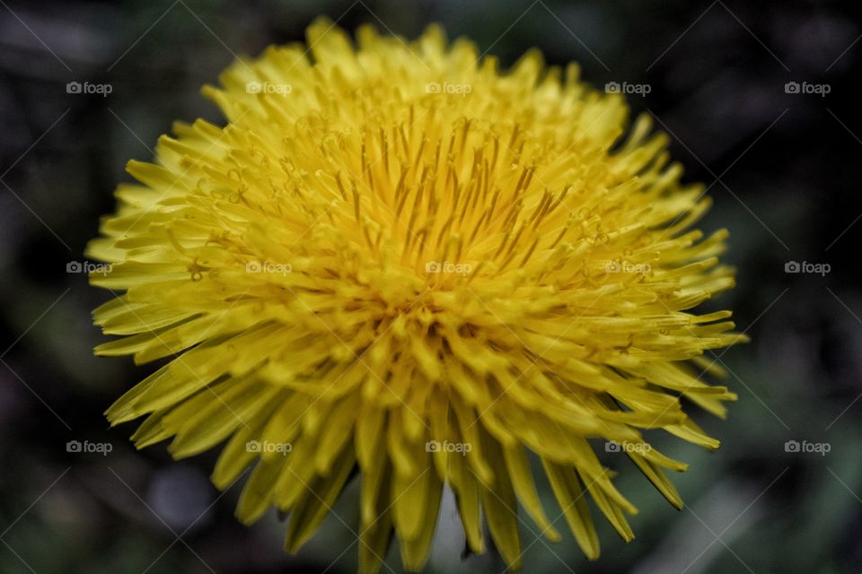 Dandelion in Bloom