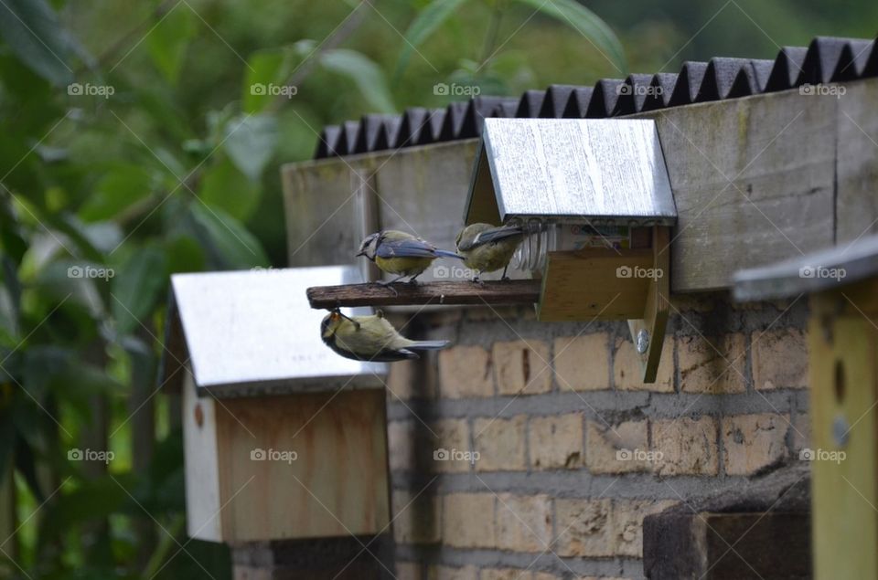 Feeding tomtits.